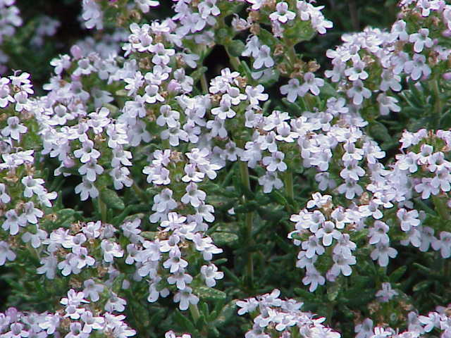 Thymus vulgaris CT thymol